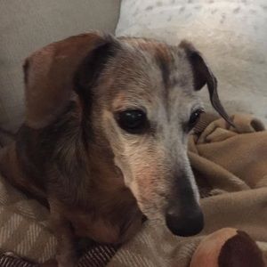 Meet your Posher, Donna